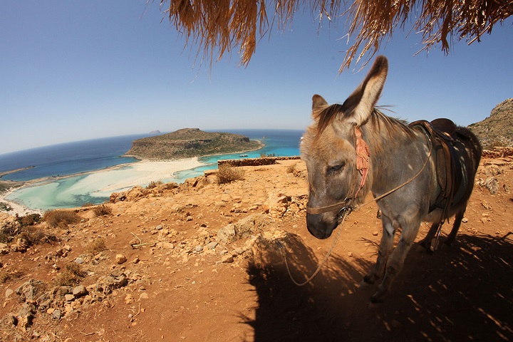 burro-taxi