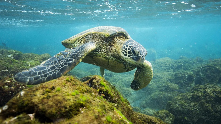 Papahanaumokuakea