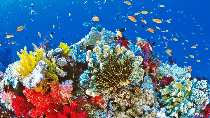 gran-barrera-de-coral