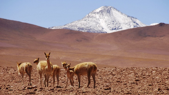 Desierto-de-Atacama