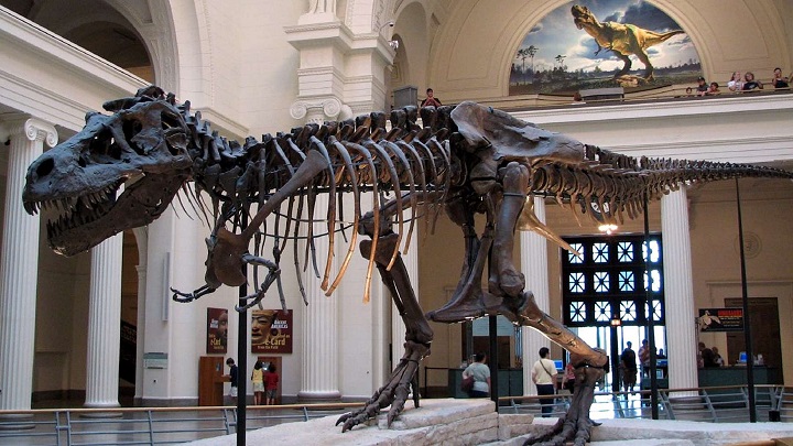 Field-Museum