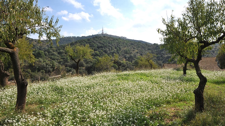 Collserola