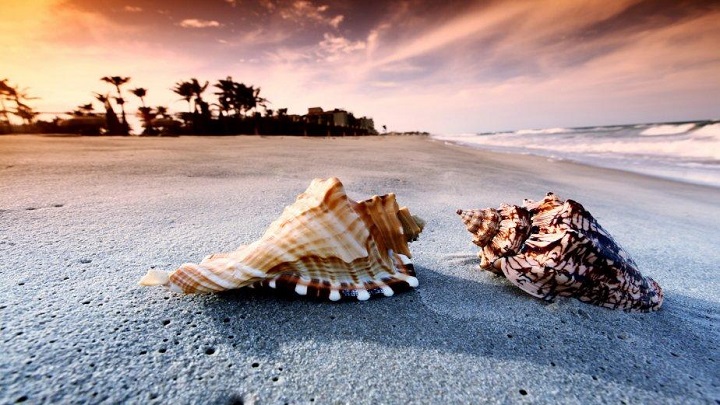 Shell-Beach