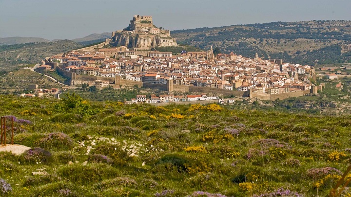 Morella