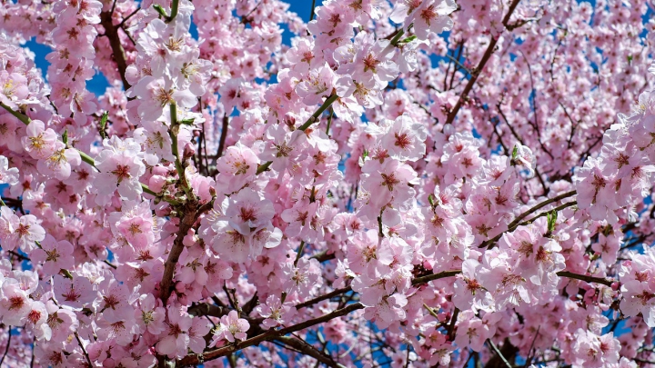 Cerezos-japoneses