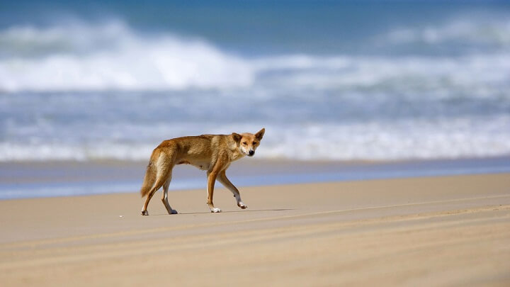 Fraser-Island-dingo