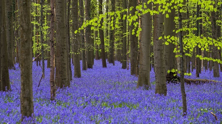 Hallerbos