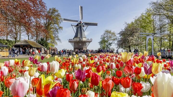 olanda-tulipanes