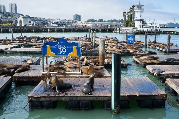 focas-San-Francisco