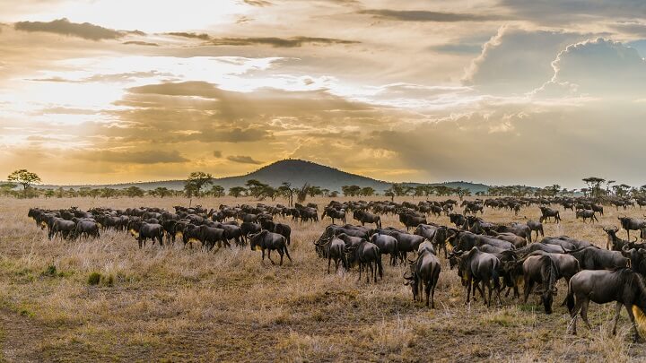 Tanzania-safari