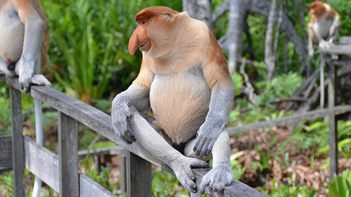 Borneo, una isla tropical para los amantes de la naturaleza