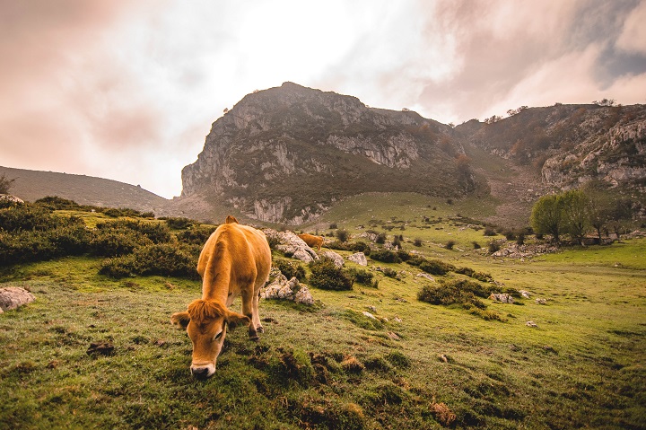 Asturias-vacas