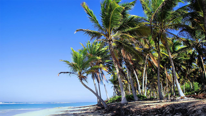 dominicana