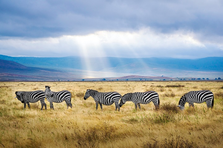 Tanzania-cebras