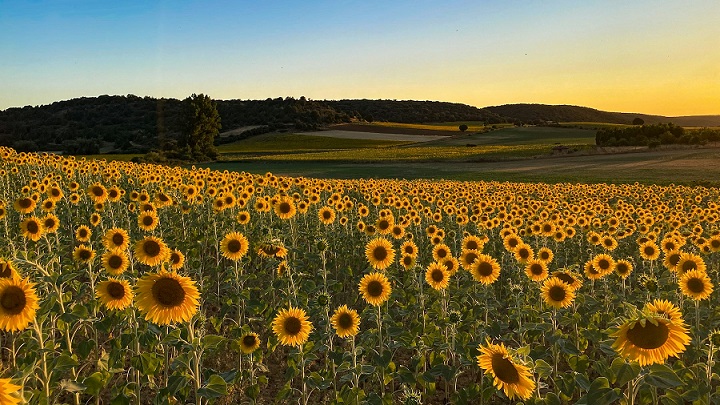 campo-de-Soria