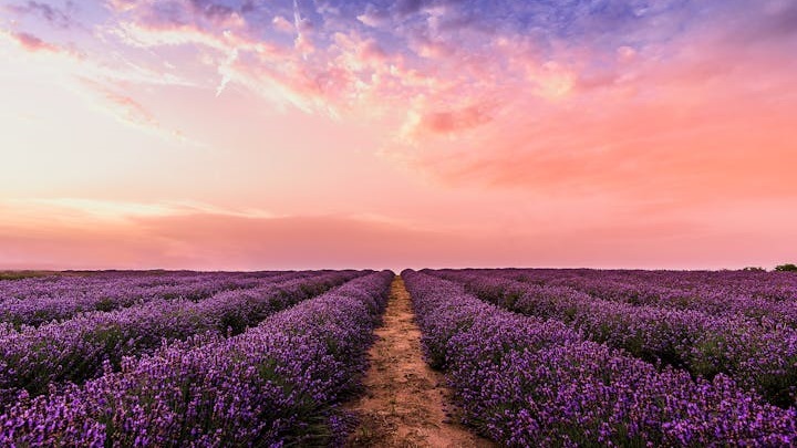 campos-de-lavanda