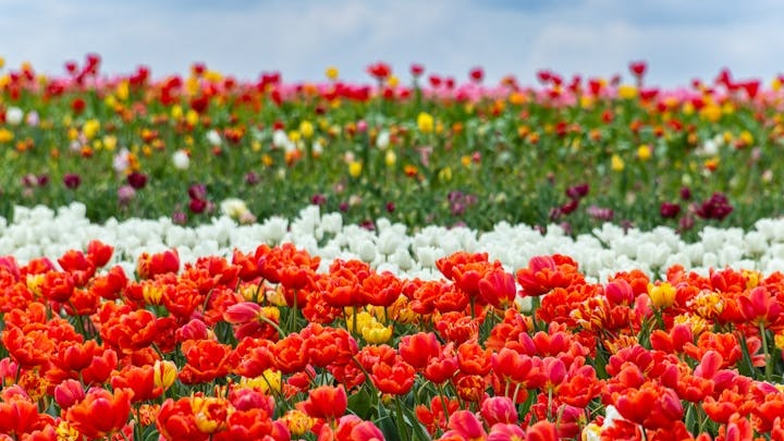tulipanes-en-holanda